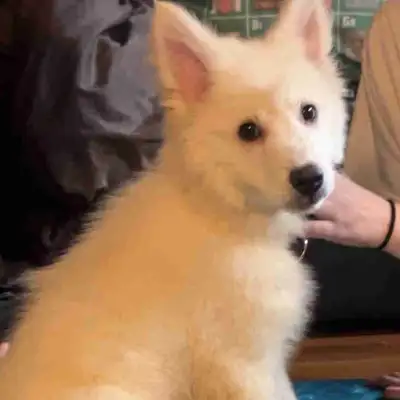 Swiss Shepherd mix, View more