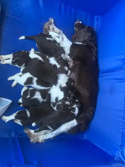 English Springer spaniel puppies , View more