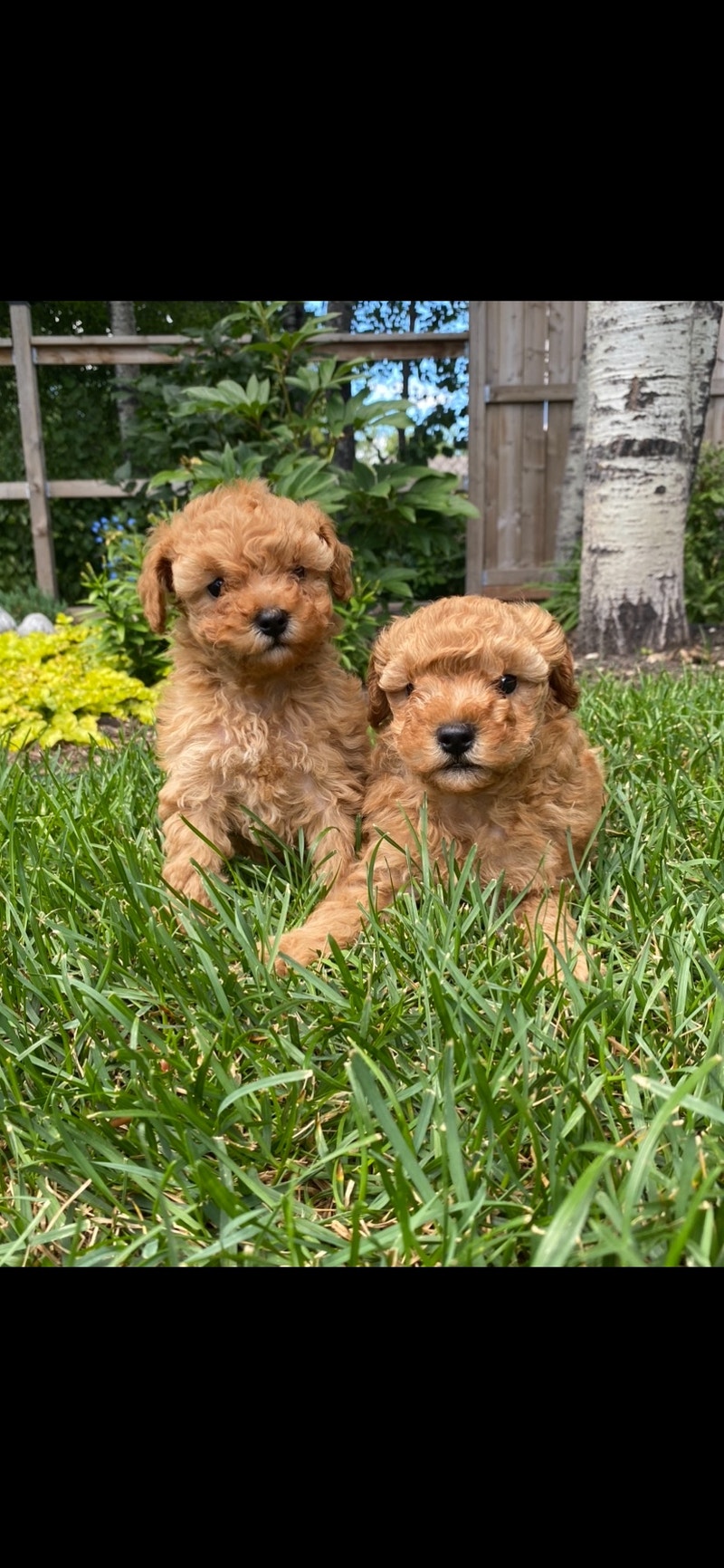 Toy poodle puppies ( health & dna tested parents) Dogs