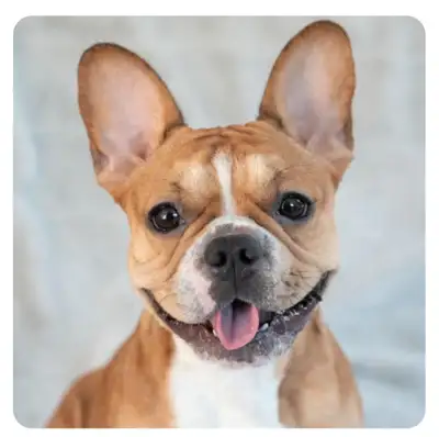 Coco is a four-year-old, spayed, French Bulldog who is full of life and love. She has a playful, hig...