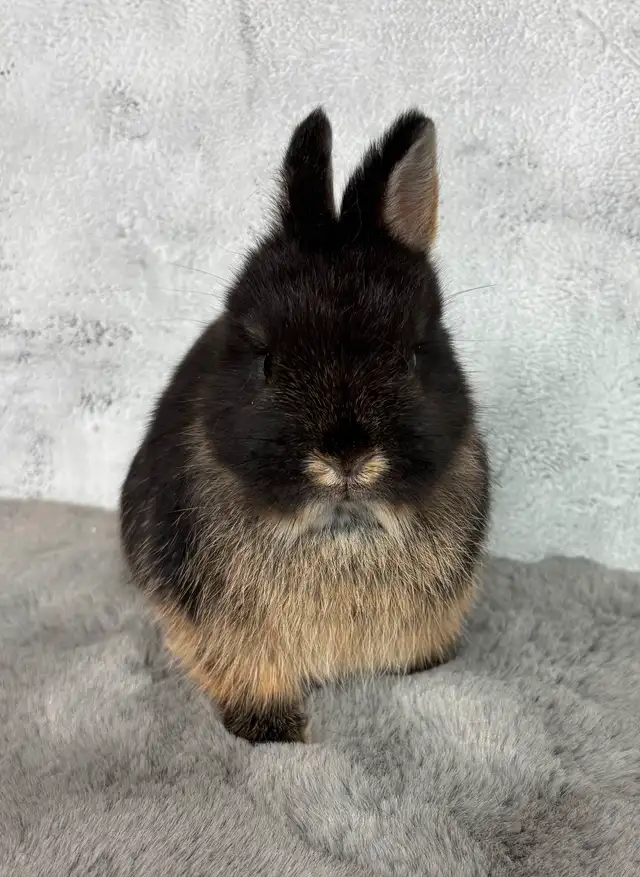 Very cute Netherland Dwarfs rabbits ready to hop in Small Animals for Rehoming in Mississauga / Peel Region - Image 5