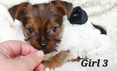 *1 Left* Pug X Tiny Yorkie Puppies available!, View more