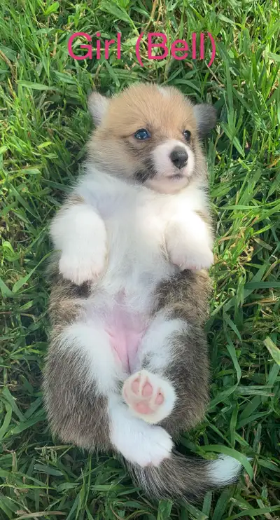 Pembroke Welsh Corgi Puppies, View more