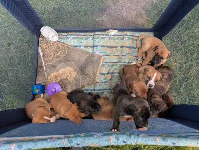 chiots cane Corso/dogue de Bordeaux , View more