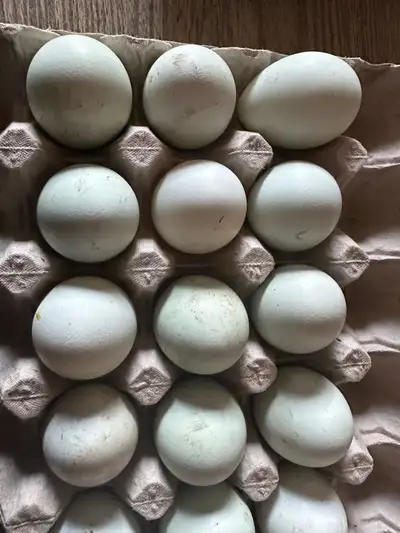 Cream Legbar hatching eggs , View more