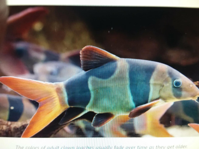 Clown Loach and food! in Fish for Rehoming in Red Deer