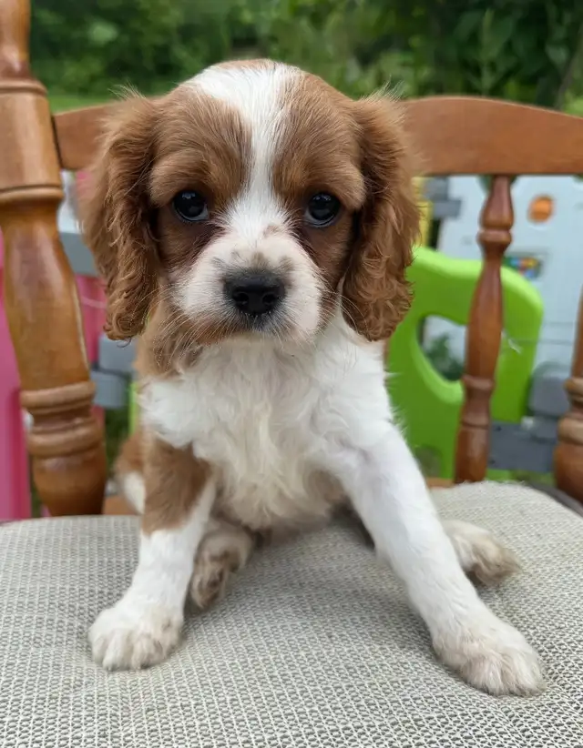 Cavalier King Charles female puppy  ❤️ ready to leave  in Dogs & Puppies for Rehoming in Ottawa - Image 5