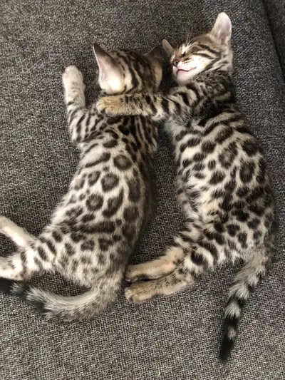 F3 Savannah Cubs / Kittens, View more