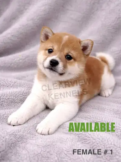 CKC Registered Shiba Inu Puppies, View more