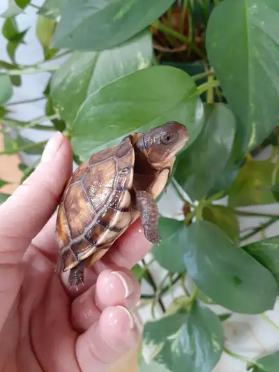 Baby box turtles *sale prices*, View more