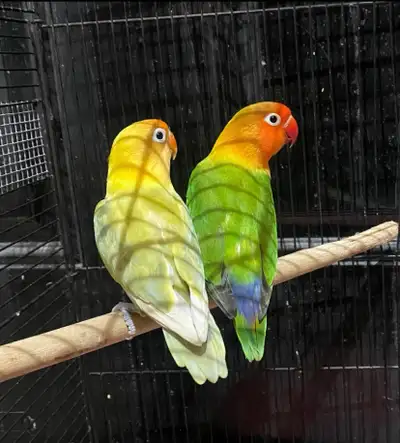 Fischer Lovebird Pair, View more