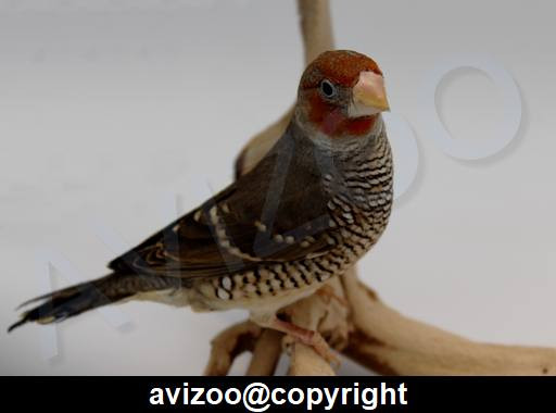 AMANDINE COUPLE DISPONIBLE dans Oiseaux à adopter  à Ville de Montréal - Image 2