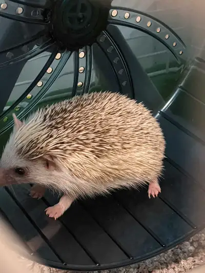 Hedgehog and Set Up For Sale!, View more