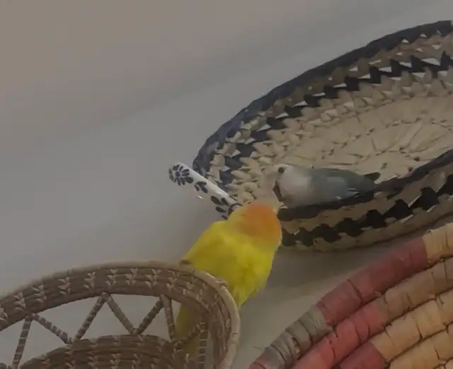 2  hand tamed Breeding lovebirds! Beautiful colours in Birds for Rehoming in Delta/Surrey/Langley - Image 6