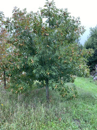 Large mature  autumn blaze, crimson  king sugar maple