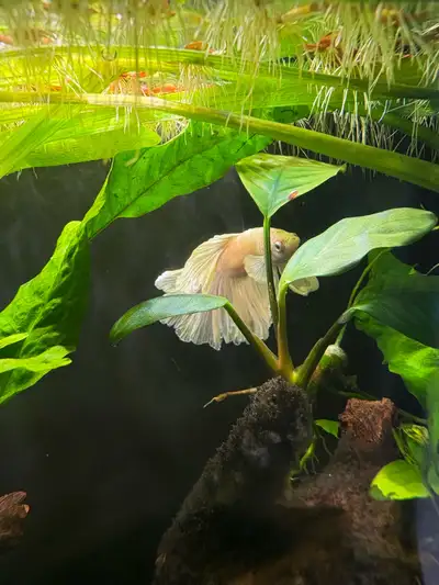 betta fish, View more