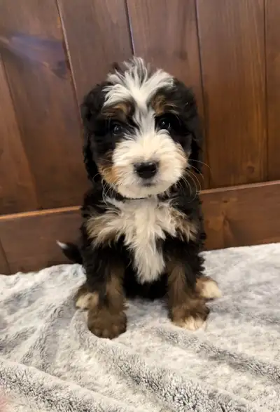 Bernedoodles READY TO GO NOW.  2 males left, View more