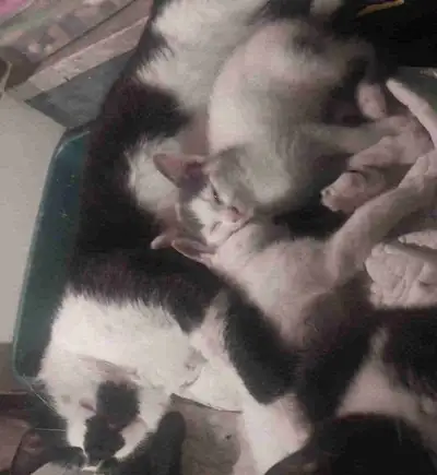 THIS IS THE BEST AND CUTEST CAT  STORY EVER !!!, View more