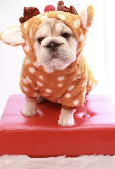 Visible Fluffy French Bulldog Puppies!, View more