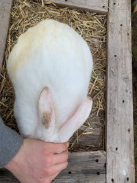New Zealand white buck rabbit