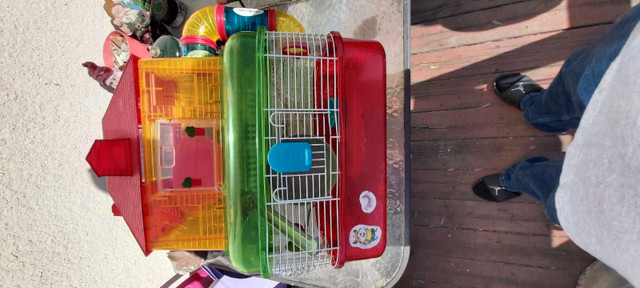 Hamster cage with accessories  in Small Animals for Rehoming in Winnipeg - Image 4