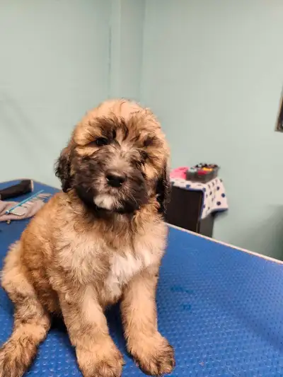 Doodle puppies Ready to go!, View more