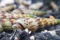 Escargot melanoid 