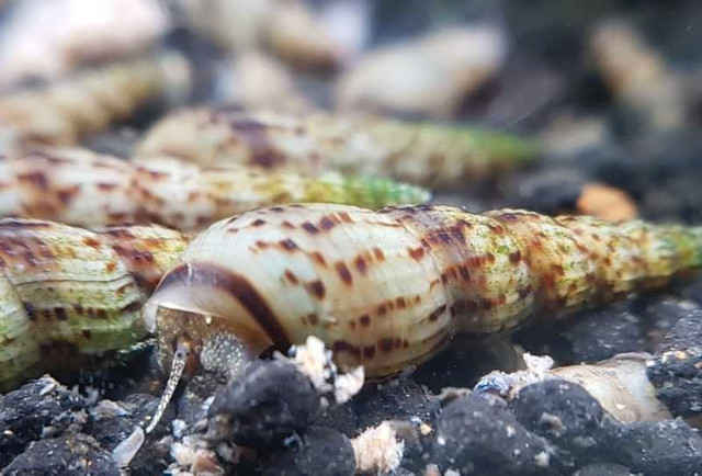 Escargot melanoid  dans Autres animaux à adopter  à Saguenay