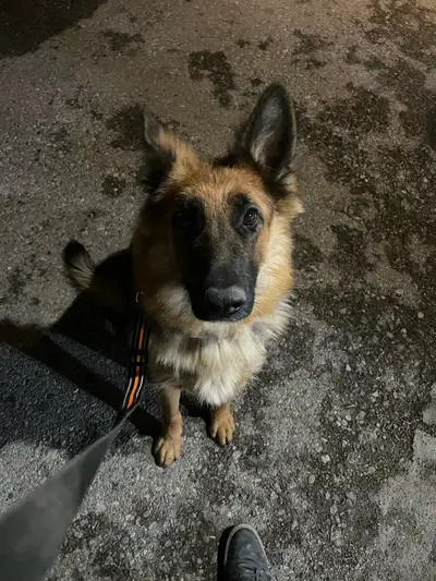 German Shepherd for rehoming, View more