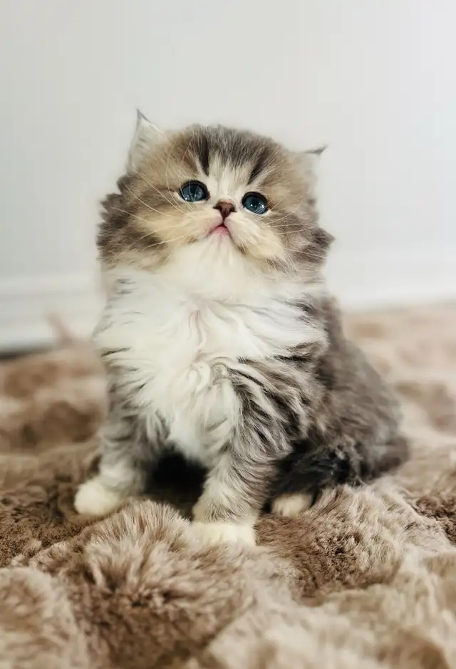 Chatons Ragdoll (pure race)❤️Scottish(pure race)❤️males et feme in Cats & Kittens for Rehoming in Laval / North Shore - Image 8