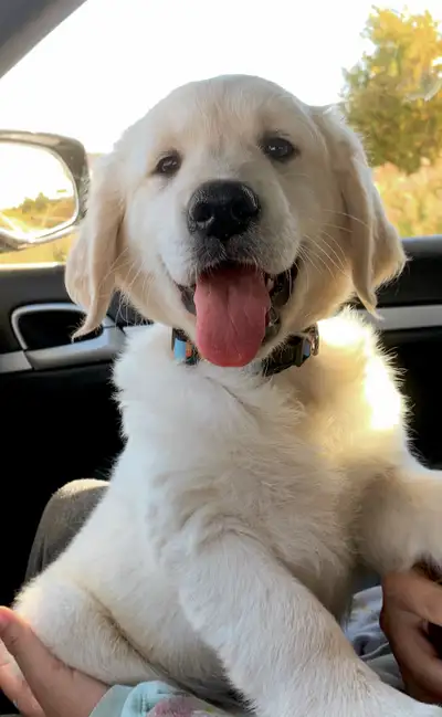 Exceptional purebred golden retriever puppies - READY NOW!, View more