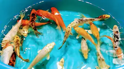 5 inch koi fish for sale, View more