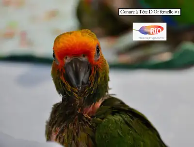 Conure à Tête D'Or femelle bébé, View more