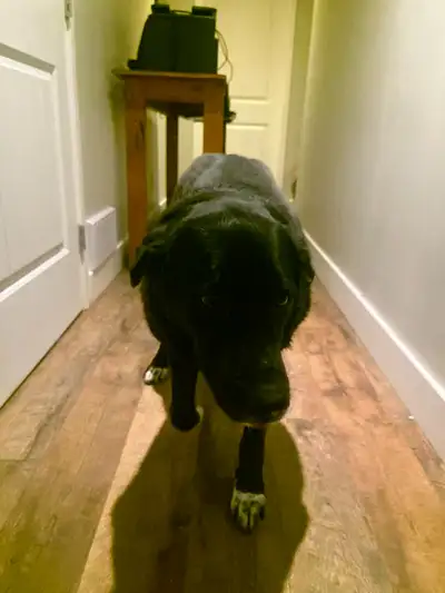 Beautiful Mature Black Lab/Collie Cross Dog for Re-Homing, View more