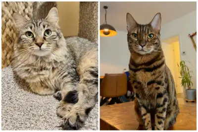 BROWN & CRÈME SIBERIAN KITTENS! (ONE LEFT), View more