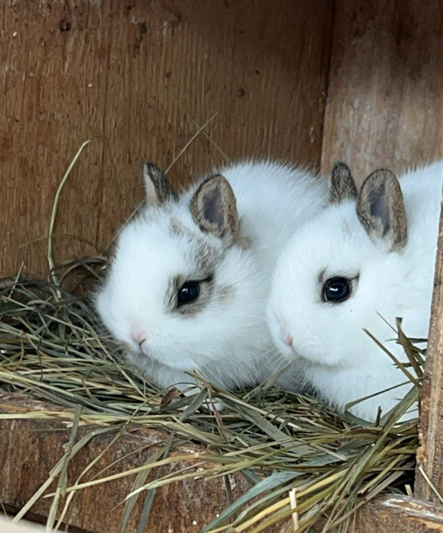 4 Netherland dwarf baby  in Small Animals for Rehoming in Norfolk County - Image 3