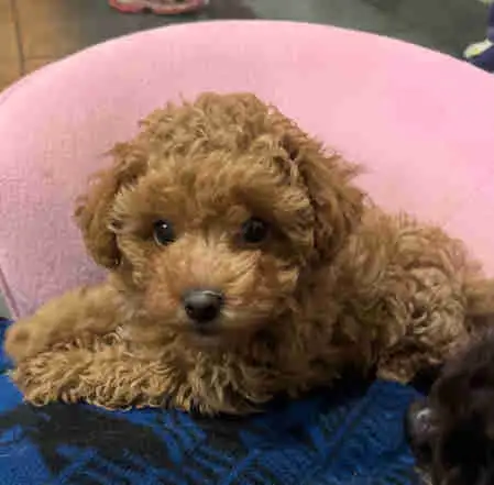 Precious Toy Poodle in Dogs & Puppies for Rehoming in Markham / York Region - Image 10