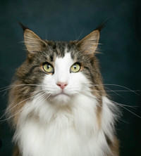 Wanted! Norwegian Forest Cat/or Mix