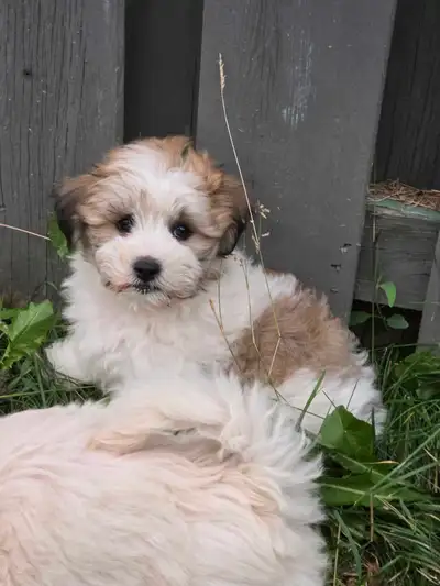 3 Malshi Puppy dog hypoallergenic pet, View more