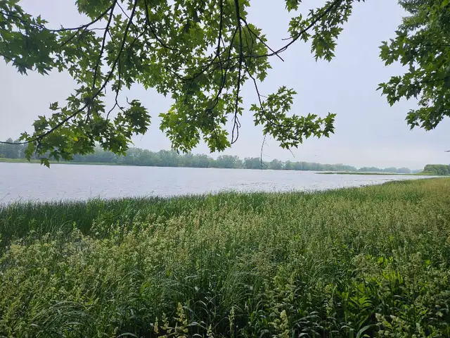 3.5-acre plot to clear the tall vegetation63234473031427123