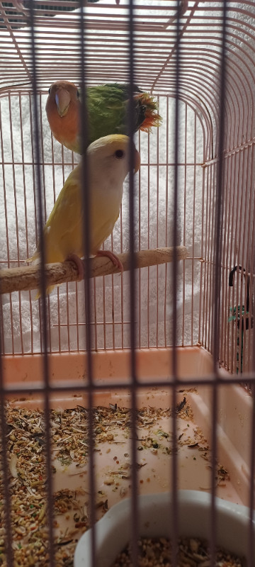 LOVEBIRDS in Birds for Rehoming in London