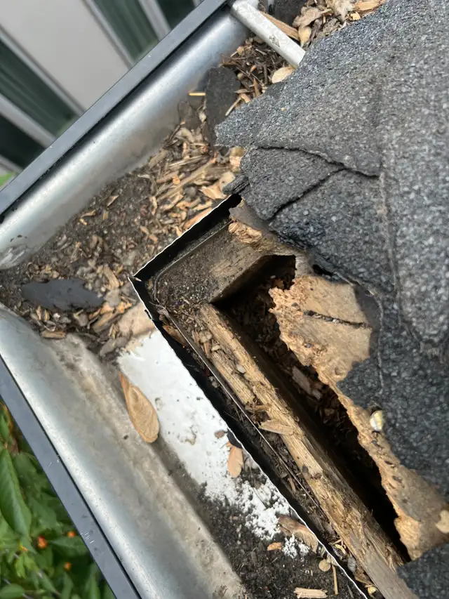 Affordable Raccoon Removal Mississauga in Other in Mississauga / Peel Region - Image 10