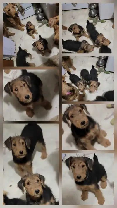 Airedale Terrier Puppies CKC Reg'd, View more