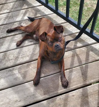 3 yr old Brindle Intact Male Dog., View more