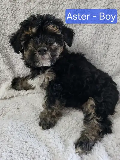 Only three left! Yorkiepoos from genetic health tested parents. These beauties are very friendly and...