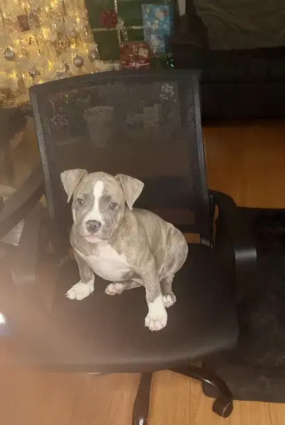 American Bulldog puppy, View more