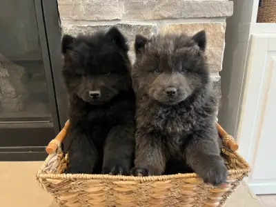 Adorable Chow Chow puppies ready to go!, View more