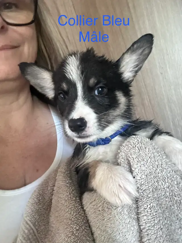 Magnifique Corgi Pembroke chiots in Dogs & Puppies for Rehoming in Laurentides - Image 9