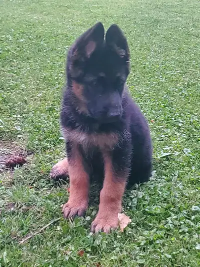 Purebred German Shepherd puppy, View more