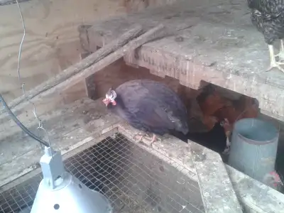 Guinea Fowl For Sale, View more